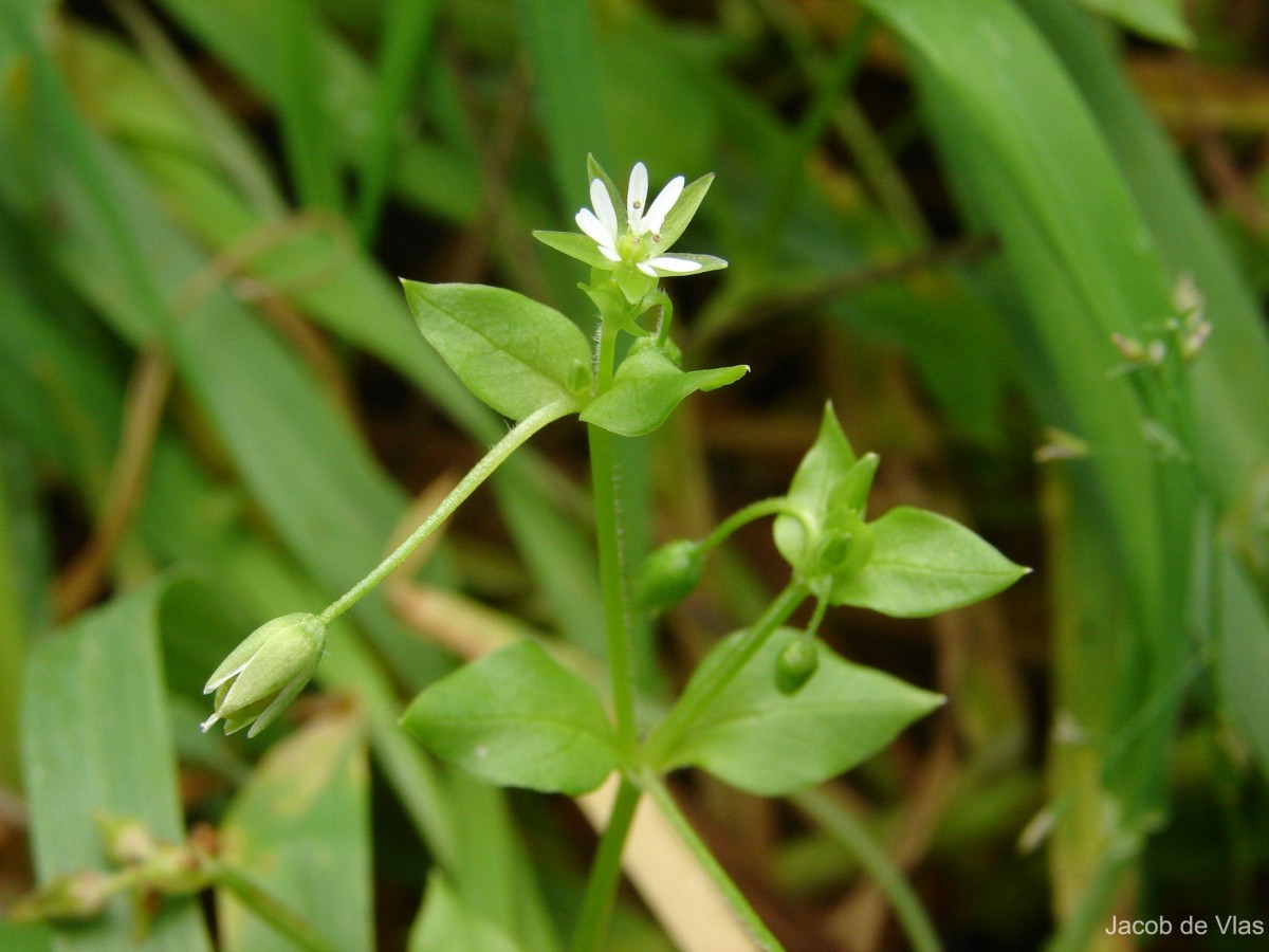 Stellaria